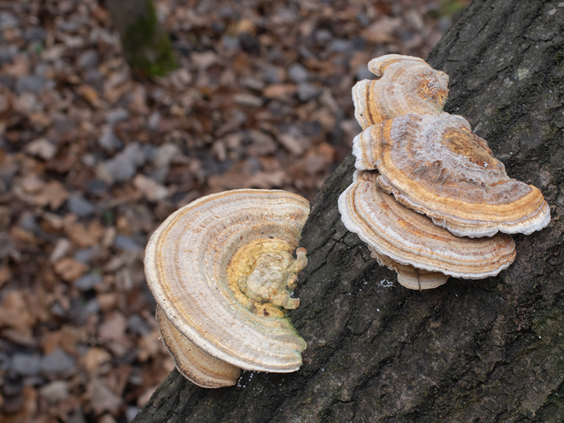 Trametes ochracea